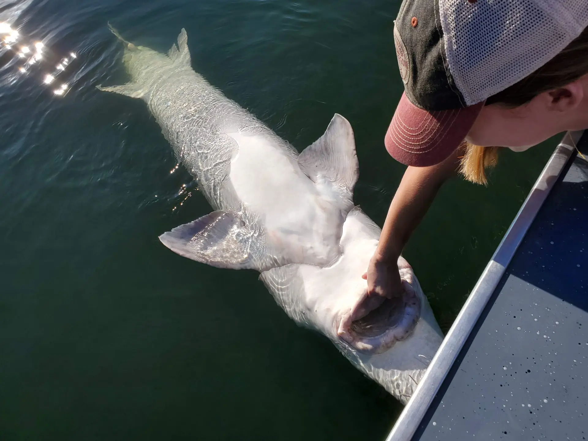 Oversize sturgeon girl over the side of the boat