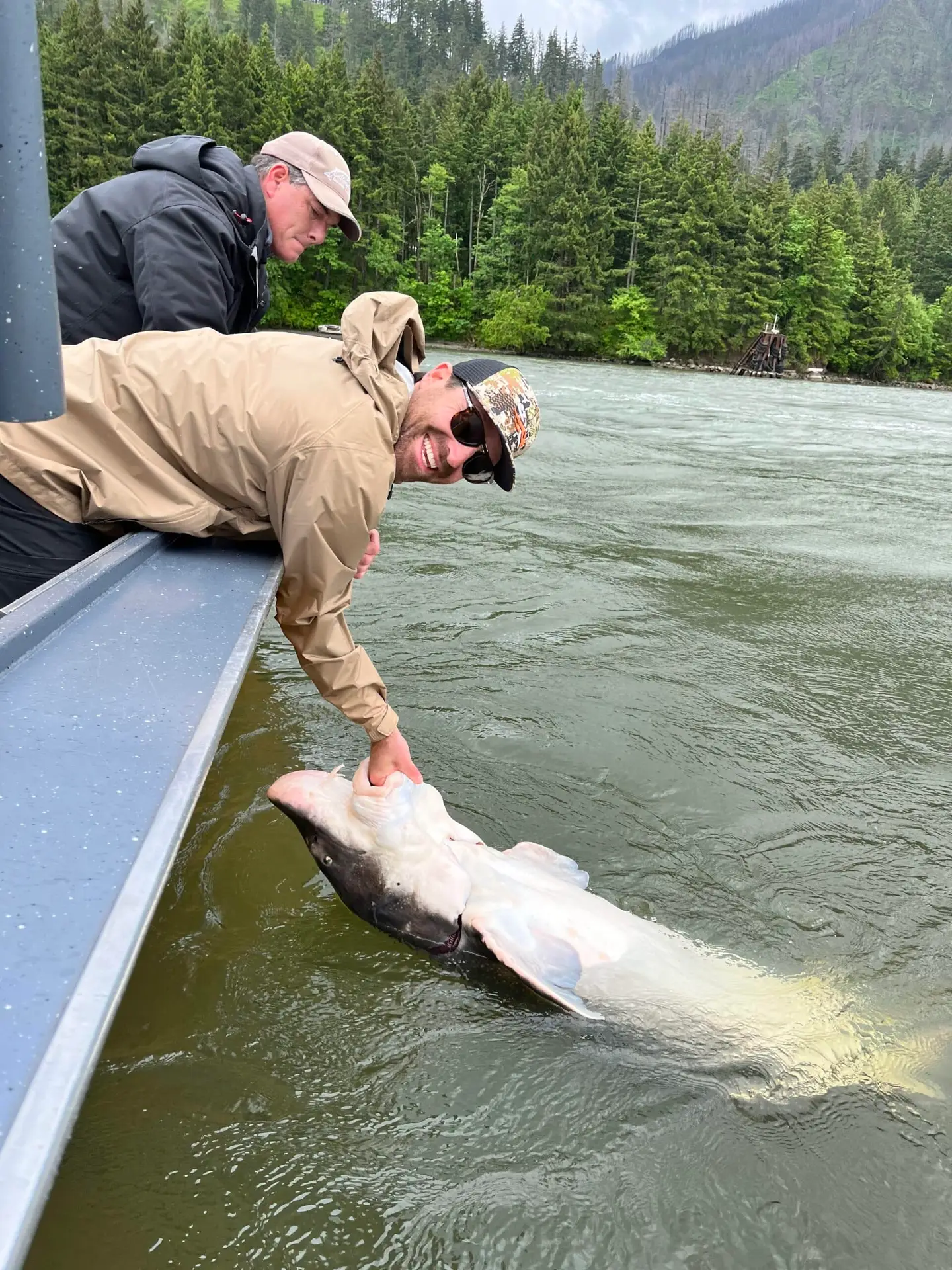 A man holding an oversize sturgeon in the water