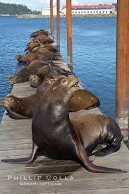 Docks covered with sea lions at East Mooring Basin