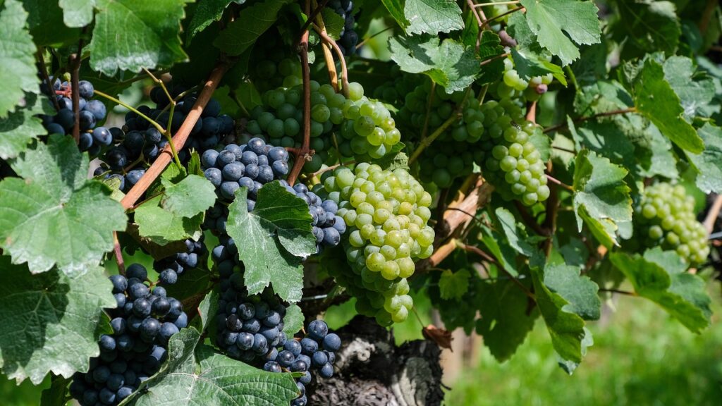 grapes, grapevines, vineyard-7486689.jpg