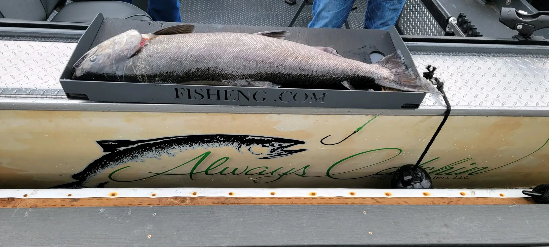 Large Fall Chinook Salmon