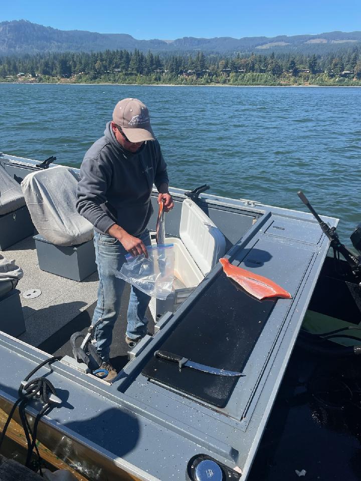 Filleting a Fall Chinook Salmon on the back of the boat on the Columbia River