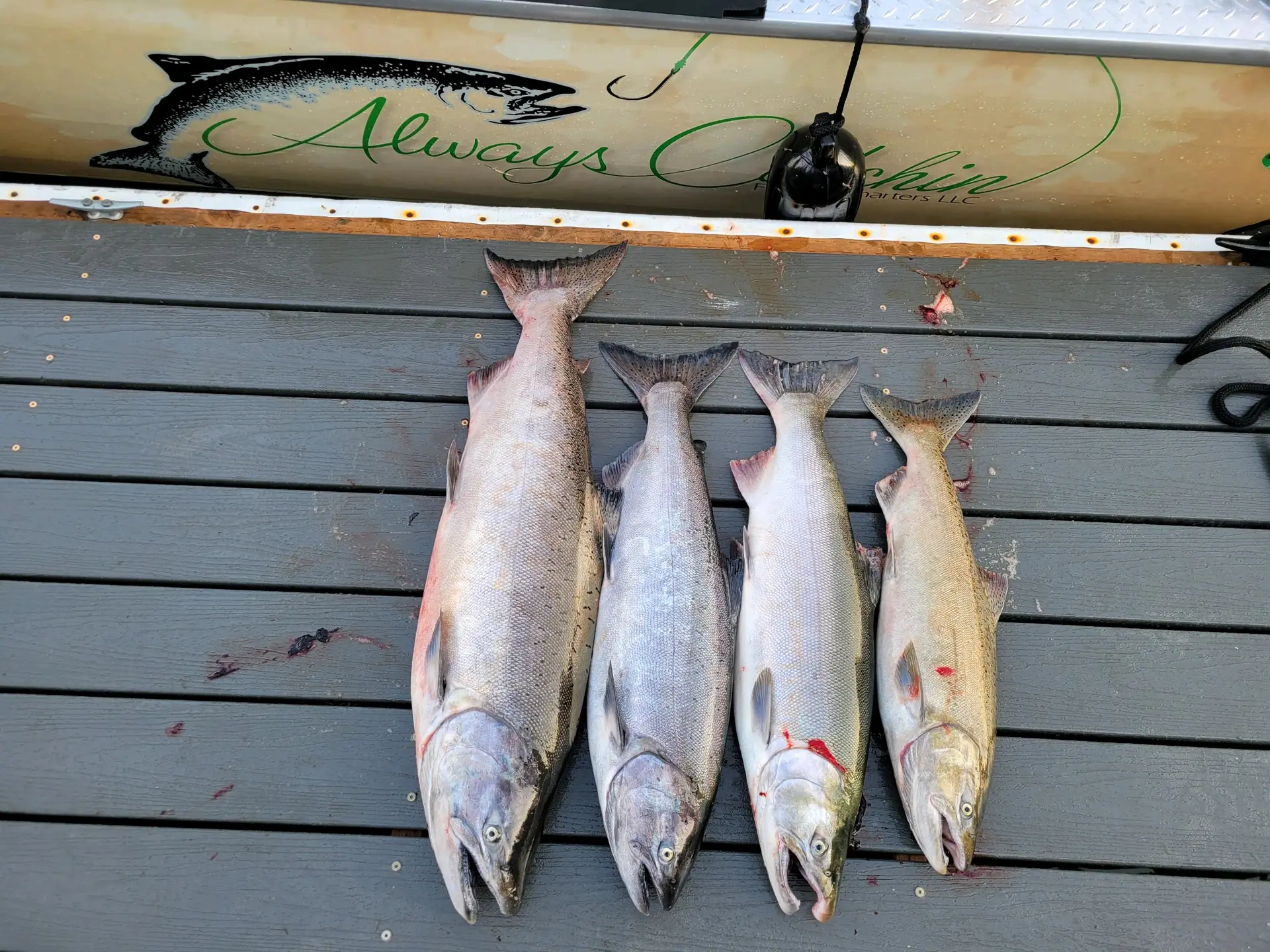 4 Fall Salmon on the dock